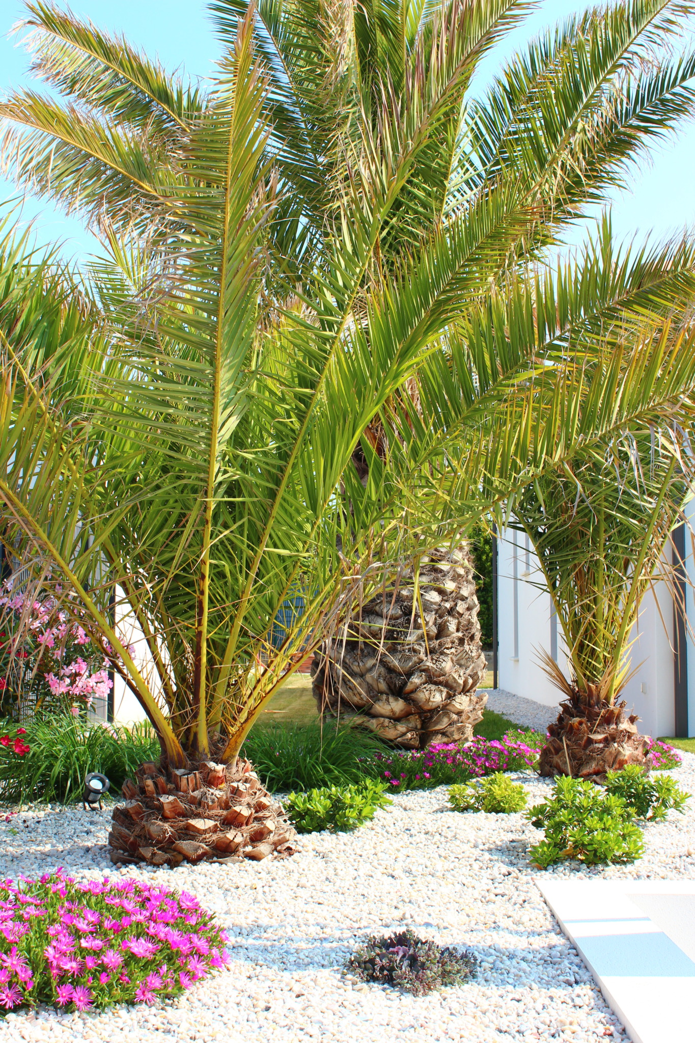 Palmier extérieur : la touche tropicale dans votre jardin